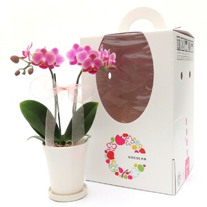 三木市で育てた大和ハウスのミニ胡蝶蘭 COCOLAN ベーシック（2本立ち） 【お花の色お任せ】