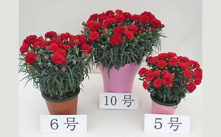 カーネーション6号鉢（18cm） F4N-1396