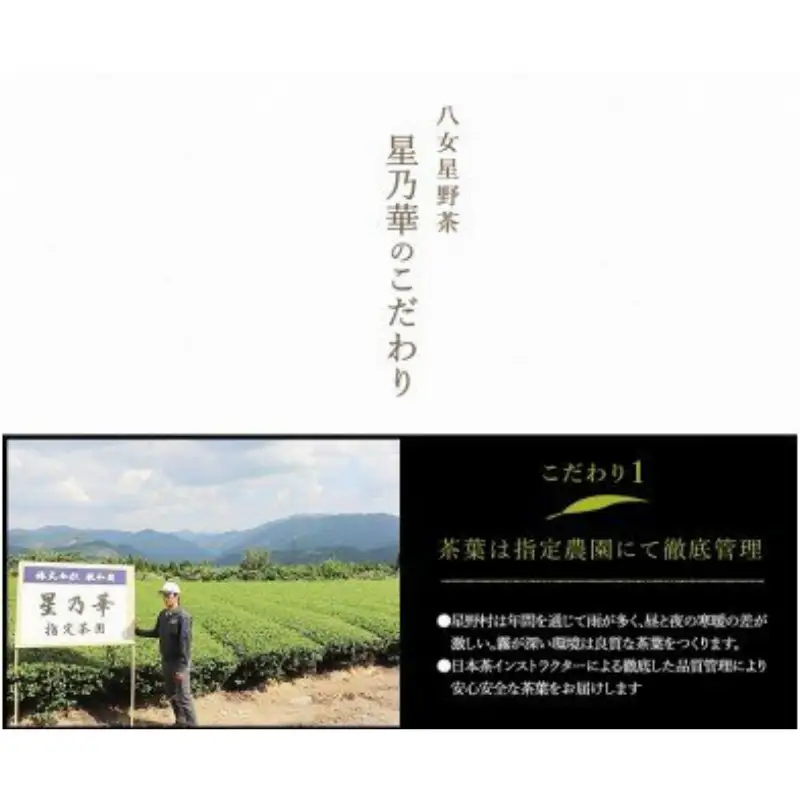 八女星野玉露ティーバッグ2.5g×100個【A5-315】