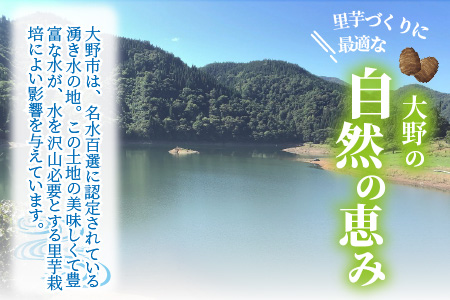 【先行予約】日本百名山 荒島岳の麓で育てた 蕨生（わらびょう）里芋 3kg【11月より順次発送】