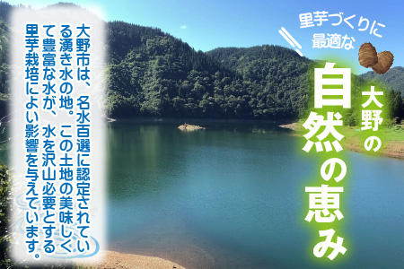 【先行予約】越前大野里芋 3kg ねっとりうまい煮崩れしない！【11月より順次発送】