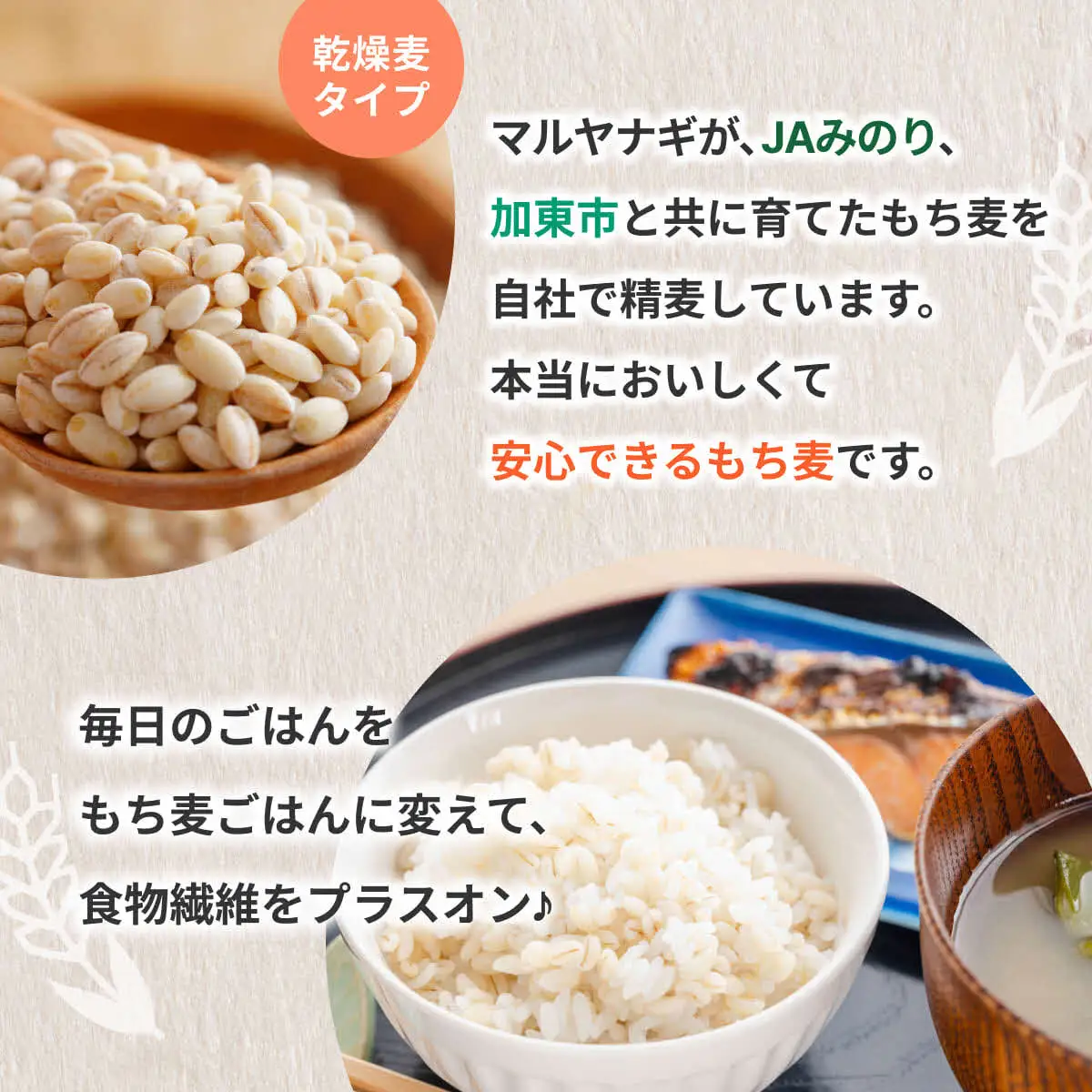 兵庫育ちの もち麦 5kg[国産 キラリモチ 食物繊維 ] 雑穀 