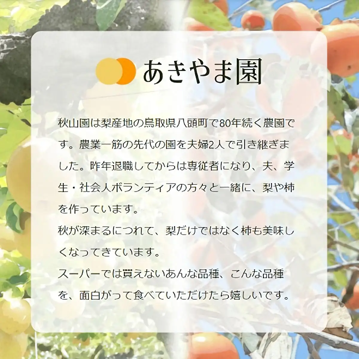 Y045 【冬に食べられる梨】新雪梨(特秀) 3kg