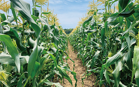 2026年5月中旬～発送 厳選とうもろこし 指宿産ホワイトコーン10本 わくわくファームたがわ IB069-002 とうもろこし とうもろこし