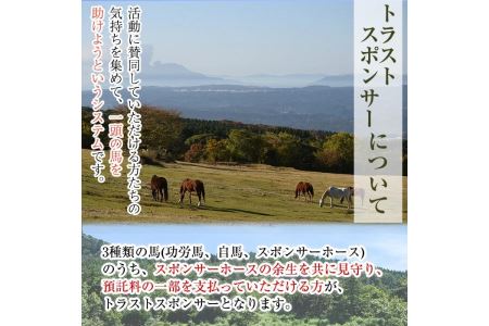 馬主のいない馬を助けたい！トラストスポンサーチケット(1枚) 里親として1年間サポートするシステムです 馬 競走馬 競馬 乗馬 乗用馬 里親 ペット サポート【NPO法人ホーストラスト】_y241
