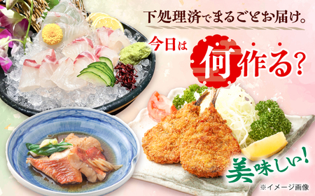 贅沢鮮魚セット3kg（エラ/内臓処理済） 五島市/五島FF[PBJ006] 冷蔵 鮮魚 魚介 刺身