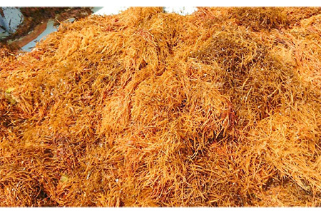 【数量限定】50セット限り あおさ アカモク 佃煮 100g×5本 五島市/心誠 [PCG006]  つくだに つくだ煮 おかず ご飯のお供 セット