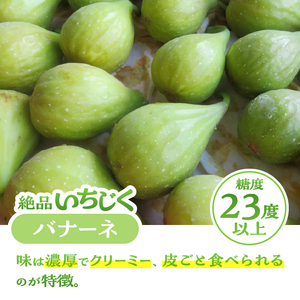 いちじく 朝採り マスイドーフィン バナーネ 400g×各2パック 期間限定 冷蔵 絶品 とれたて 果物 フルーツ 減農薬 減肥料 富士市 【配送不可地域：沖縄・離島】 [sf001-065]