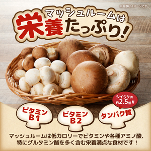 長谷川農産の美味しいマッシュルームセット 無農薬・無漂白栽培 ホワイト種(大×2個、小×1パック) ブラウン種(大×4個、小×1パック) 富士山麓 マッシュルームファーム 産地直送 高品質 きのこ キノコ ギフト 長谷川農産 静岡県 富士市 野菜 [sf002-005]