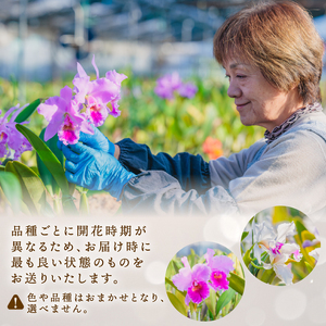 彦根市内にて栽培！愛情いっぱい洋蘭・カトレア鉢花大輪