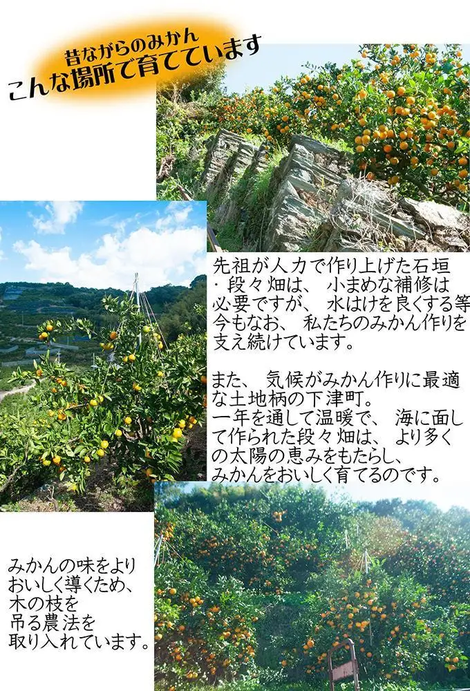 蔵出しみかん 5キロ 1月・2月 に食べやすい 冬眠みかん 和歌山県海南市しもつ町鈴木農園から直送