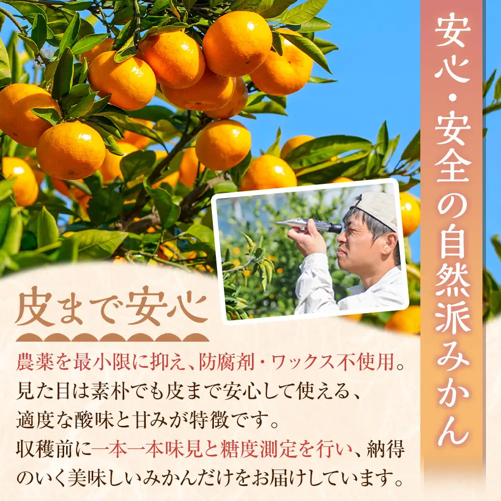 蔵出しみかん6kg《大玉》２L又は３Lサイズ【和歌山県産】昔ながらのみかん鈴木農園より農園直送｜LLサイズ ２Lサイズ 家庭用 大きいサイズ※北海道・沖縄県・一部離島 配送不可