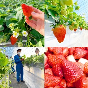 摘みたて！便利な小分け！冷凍いちご1kg(500g×2) _BI08