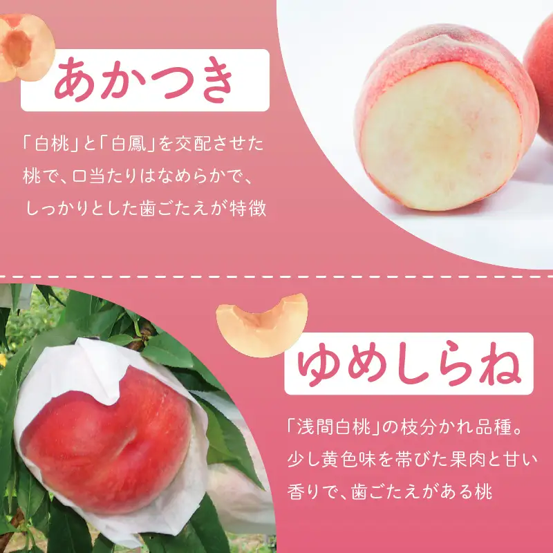 桃／フルーツ【数量限定】京都丹後産 桃 約2kg（6～8玉）（2026年7月中旬～発送）＜旬のおすすめ品種をお届け＞旬の桃・桃ギフト・もも・モモ・果物