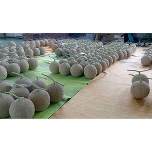 【数量限定】京都丹後産 セリーヌメロン 2玉入り（2026年7月～発送） 国産 旬 アールスメロン めろん ふるさと 納税 メロン 青肉 ふるさと 納税 期間限定 ふるさと 納税 フルーツ くだもの 果物