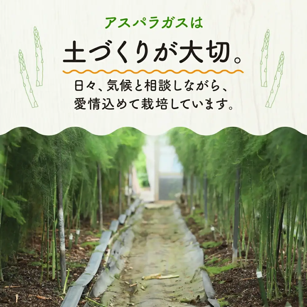 グリーンアスパラガス（800g）【7月~9月配送】 アスパラ