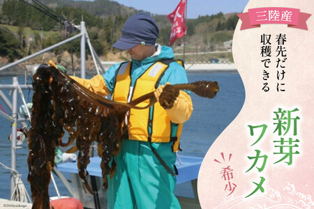 新芽わかめ 300g(約100g×3袋) わかめ [かわむら家 宮城県 気仙沼市 20564375]