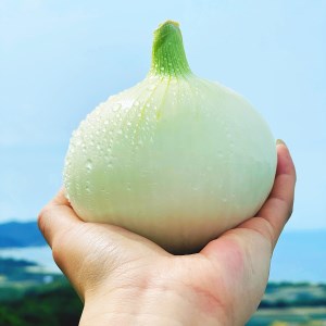 淡路島スイートオニオン 淡路島産新玉ねぎ　2.5kg　◆配送3月上旬～6月下旬