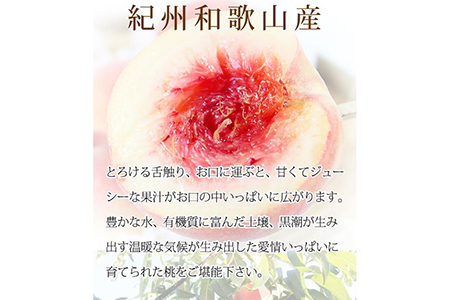紀州和歌山産の桃 約1.8kg 化粧箱入◇ ｜ 桃