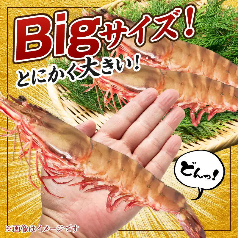 特大 天然海老(有頭･2尾)【A9-023】
