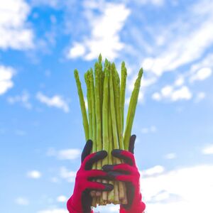 アスパラ王子が育てた自慢のアスパラ「Lサイズ」1kg（さぬきのめざめ おおもりや）【予約受付：ご用意でき次第発送】【H-54】