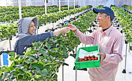 裾野産完熟冷凍イチゴ2kg 果物 フルーツ いちご 苺 