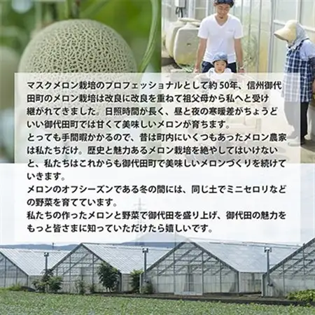【令和8年度産先行受付】ミニセロリ　約4kg(5～8株)_野菜   _【配送不可地域：離島】【1100505】