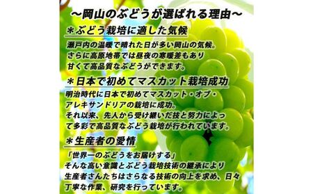 ぶどう 2026年 先行予約 ご家庭用 シャイン マスカット 約2kg 糖度抜群！ 【8月中旬～順次発送分】 ブドウ 葡萄 岡山県産 国産 フルーツ 果物 果物類 