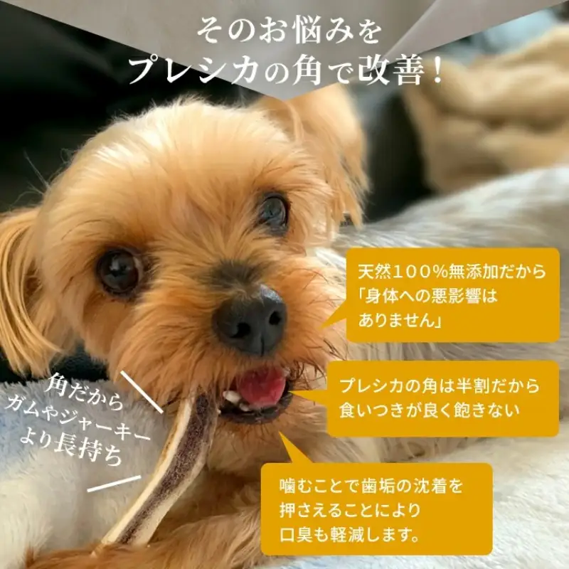 鹿の角 犬のおもちゃ ペット用 Mサイズ ( ペット おもちゃ 鹿 角 )【079-0014】