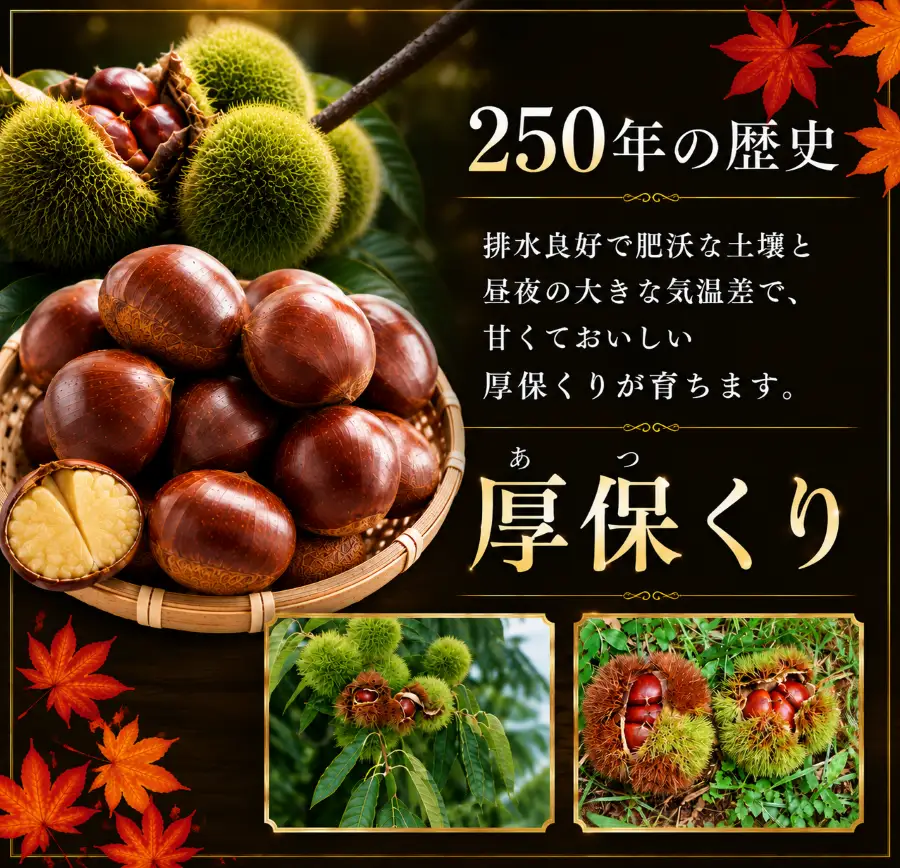 先行予約】甘くて デカい ! 厚保くり ( 生栗 ) 5kg 山口美祢産 先行
