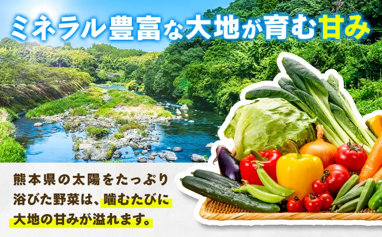 【6ヶ月定期便】旬の野菜詰め合わせセット 8-12品 野菜