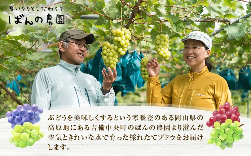 ぶどう 2026年 先行予約 旬のぶどう 食べ比べセット 約1.8kg 3～5房 減農薬／ハウス栽培 ブドウ 葡萄 岡山県産 国産 フルーツ 果物 ギフト ばんの農園 果物類 マスカット ぶどう食べ比べ 