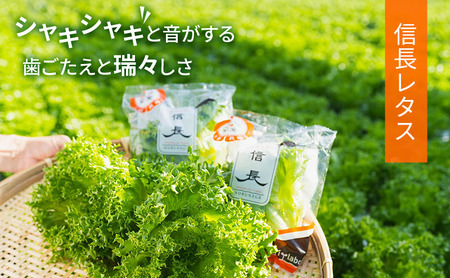 美濃国やさいセット 野菜 野菜セット レタス フリルレタス