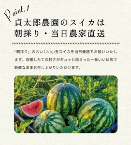 SA2885　山形県産 小玉スイカ 姫甘泉 「ルパン」　7kg以上(3～4玉入) 朝採り 農家直送