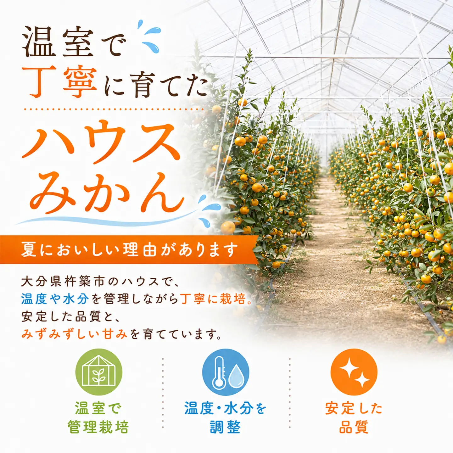 ハウスみかん 温室みかん ミカン ハウスミカン 温室ミカン 贈答用 1kg 秀品 ギフト 6月 7月 先行予約 大分 ／ハウスみかん約1kg（化粧箱入） ＜132-010＞