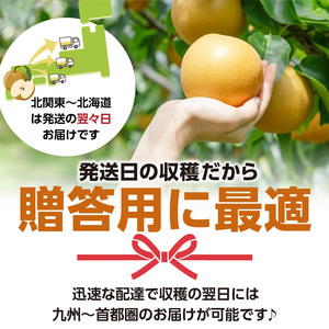 ※贈答用※【フルトリエ】100年以上続く梨農家の完熟梨小箱(1.8kg)_【贈答用】梨 1.8kg 幸水 豊水 あきづき 新高 甘太 王秋 完熟梨 いずれか1種類 フルトリエ 中村果樹園 100年続くフルーツ農家 発送当日の朝に収穫 福岡県 久留米市 お取り寄せ フルーツ 果物 ギフト 贈り物 送料無料 〔Fn102〕