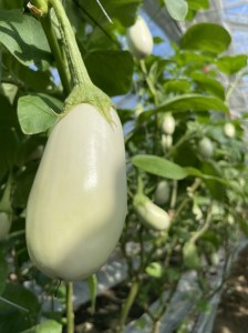 宝石野菜 白なす_宝石野菜 白なす 9個 果肉 柔らかい アクが少ない トロトロ 舌触り 野菜 揚げ焼き バター焼き 田楽 煮浸し 揚げ浸し 浅漬け 味噌汁 天ぷら 炒め物 常温配送 国産 ナス 夏野菜 お取り寄せ 福岡県 久留米市 送料無料 〔Gv018〕