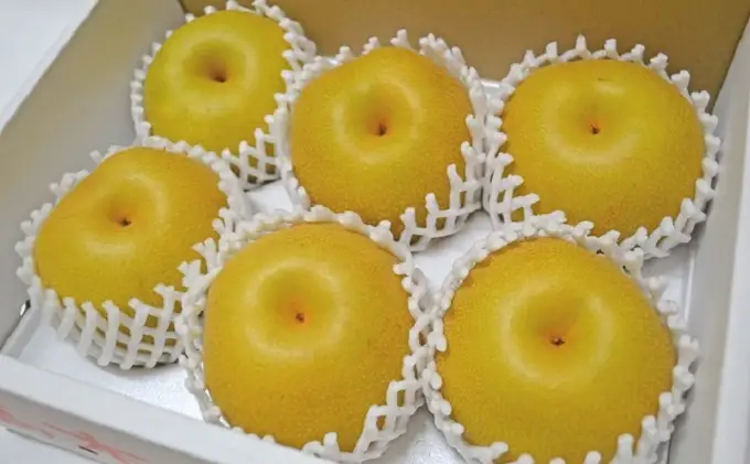 フルーツの里の直売所より 豊水梨 5kg ナシ 果物 先行予約 