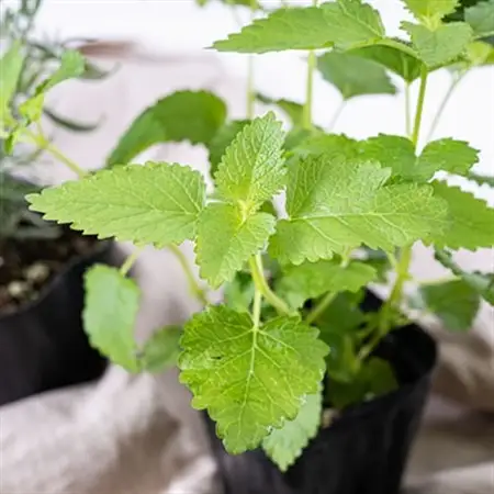 元気なおすすめハーブ苗16ポットセット【3号ポット】_花・観葉植物 観葉植物・苗木  _【1085904】