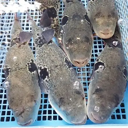 とらふぐ刺身セット(2人前)【大分水産】_魚介・海産物 ふぐ 鮮魚 フグ 河豚_【配送不可地域：離島】【1095870】