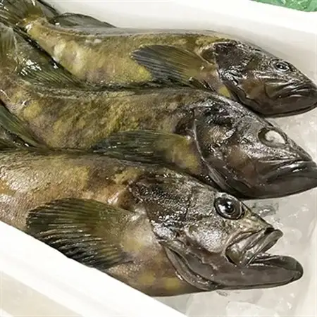 クエの刺身セット(2人前)【大分水産】_魚介・海産物 クエ 鮮魚 _【配送不可地域：離島】【1095872】