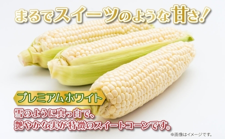 北海道 新しのつ産 とうもろこし プレミアムホワイト 2L 8本 白 トウモロコシ とうきび コーン 旬 野菜 甘い お取り寄せ 国産 人気 BBQ JA新しのつ 送料無料 新篠津 