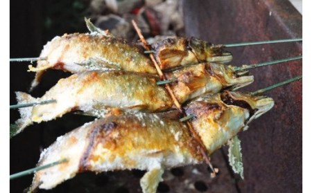職人が丁寧に炭火焼！四万十川の「天然鮎の塩焼き」3匹／Qdr-151