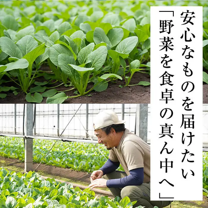 【数量限定】志布志湾ほうれん草(200g×5袋 合計1kg) サラダ おひたし お味噌汁 スムージー ほうれん草 ジュース ほうれんそう a1-032