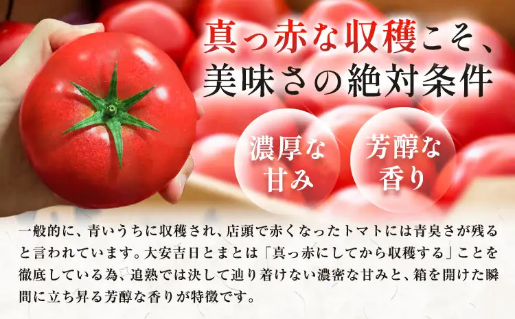 トマト とまと 大安吉日とまと 約1.2kg M玉 9個 《11月上旬-6月中旬頃出荷》 市囿庄一 鹿児島県 さつま町 野菜