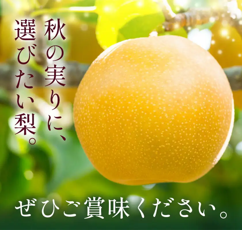 梨 なし ナシ 新興梨 新興 5kg 《9月中旬-10月上旬頃出荷》
