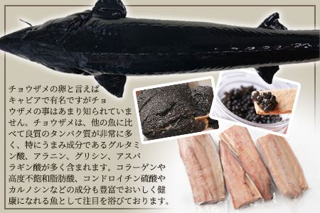 【宮崎県 椎葉産】キャビアフィッシュフィレ 1尾【800g～1.2Kg】国産 チョウザメ フィレ 魚介 SZ-119