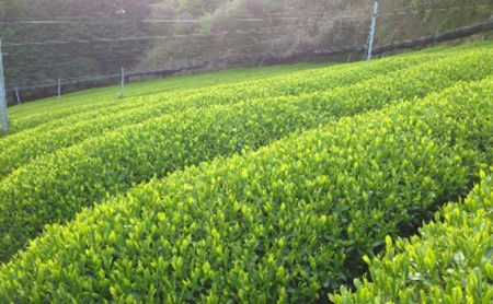 宇治抹茶ラテ&宇治抹茶入青汁セットB 抹茶 抹茶ラテ 青汁 抹茶青汁 宇治抹茶 スティック包装 個包装 セット 詰め合わせ 詰合せ ギフト 贈り物 インスタント 簡単 手軽 まっちゃ ラテ 抹茶セット 031-05