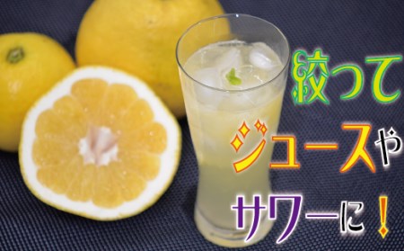 宿毛産河内晩柑家庭用5kg