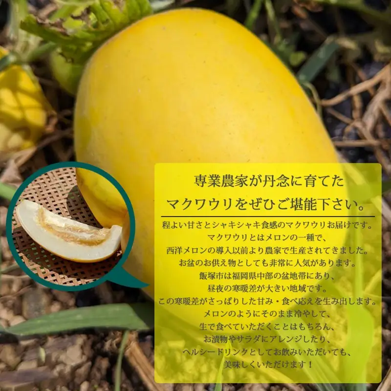 農家直送 程よい甘さのマクワウリ約3.5kg (8-12個)＜2026年7月下旬から発送開始分先行予約＞【A6-044】